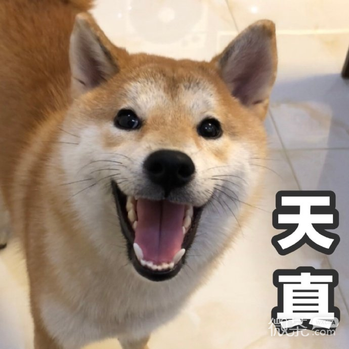 试探微信恶搞柴犬表情包