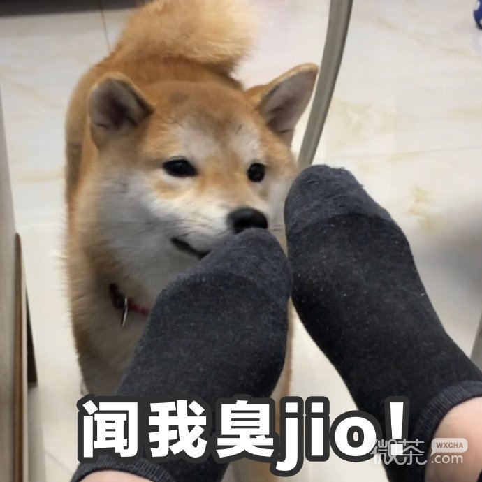 试探微信恶搞柴犬表情包