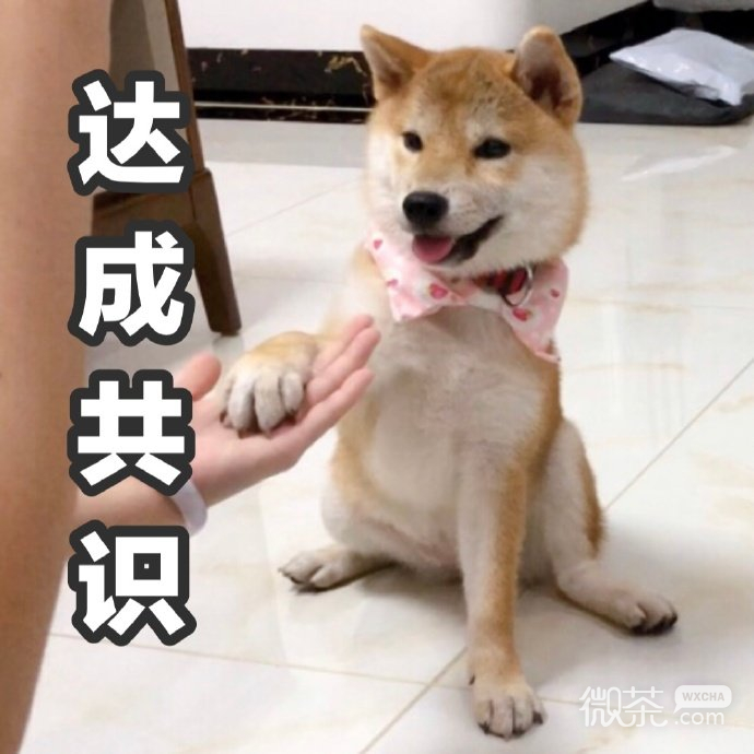 试探微信恶搞柴犬表情包