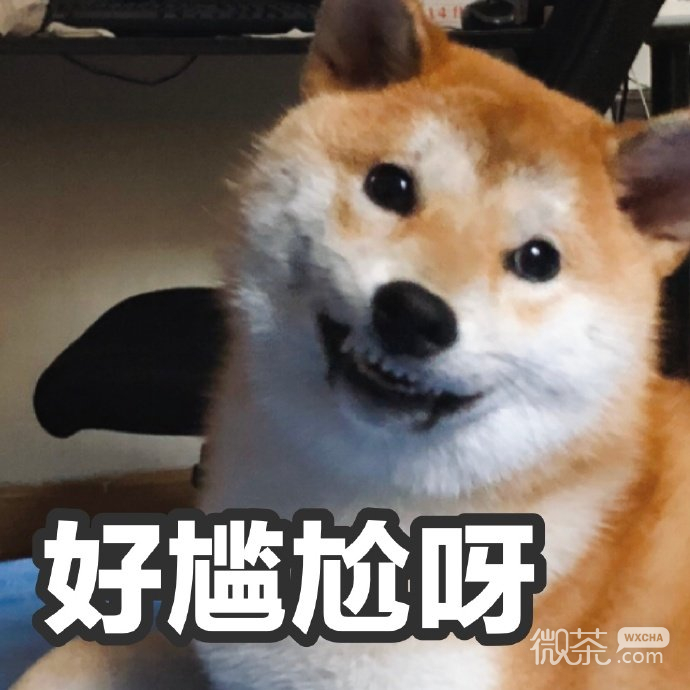 试探微信恶搞柴犬表情包