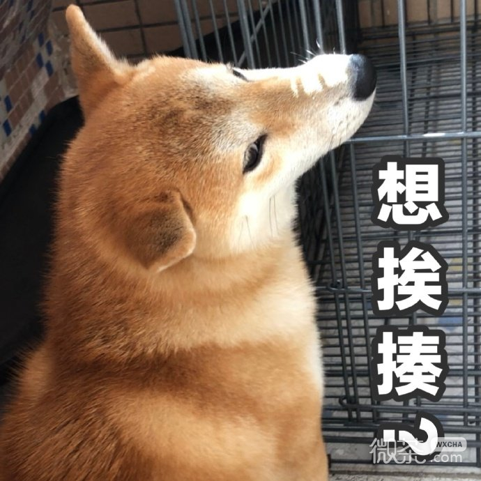 试探微信恶搞柴犬表情包
