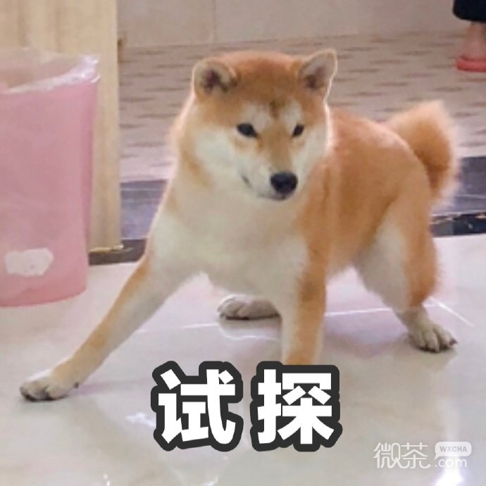 试探微信恶搞柴犬表情包