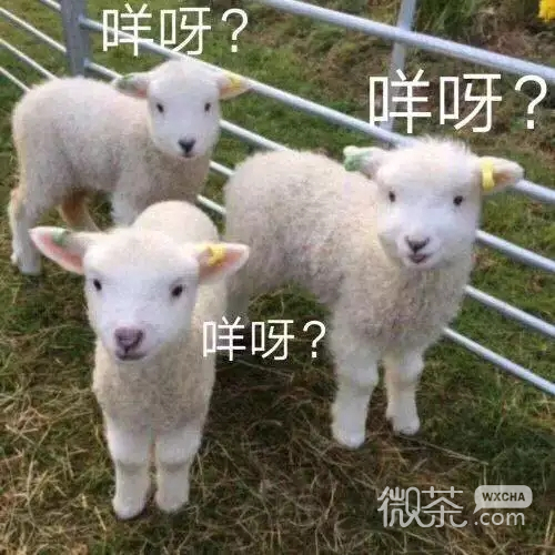 无情微信恶搞傻屌斗图表情包