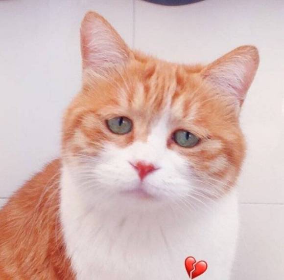 强吻恶搞斗图微信表情包