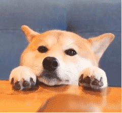 强吻恶搞斗图微信表情包