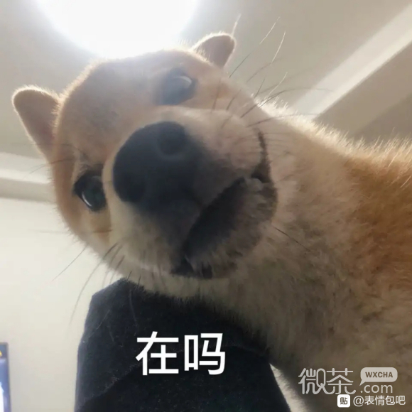 无情微信恶搞傻屌斗图表情包