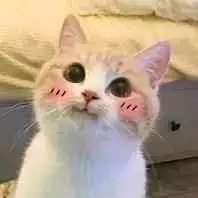 你要气死我微信恶搞斗图表情包