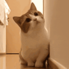 我草你妈微信傻屌聊天表情包