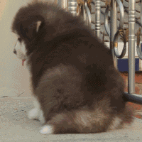 我草你妈微信傻屌聊天表情包