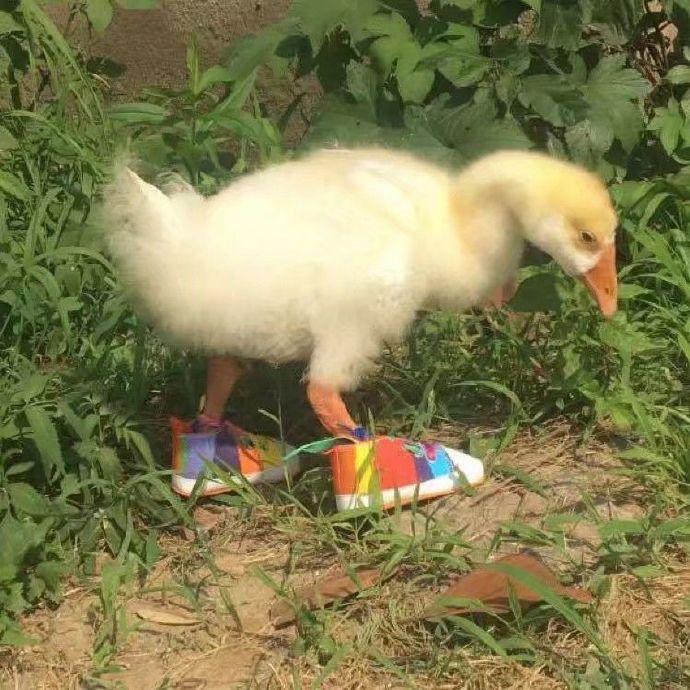 最新搞笑无脑可爱头像