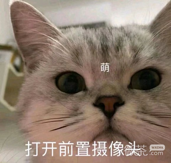 懂了微信聊天表情包