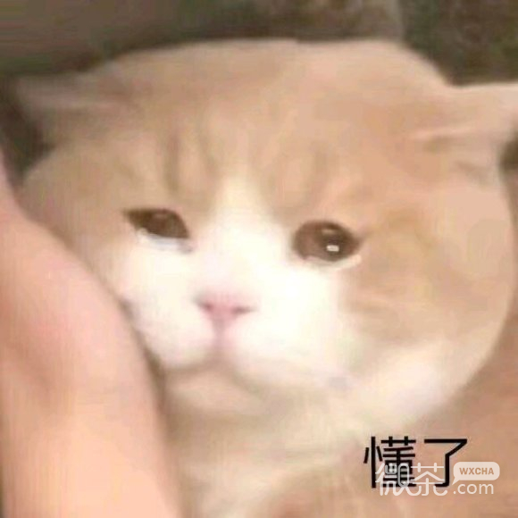 懂了微信聊天表情包