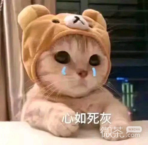 懂了微信聊天表情包