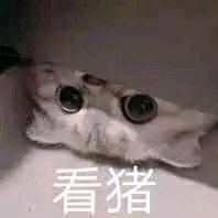 懂了微信聊天表情包