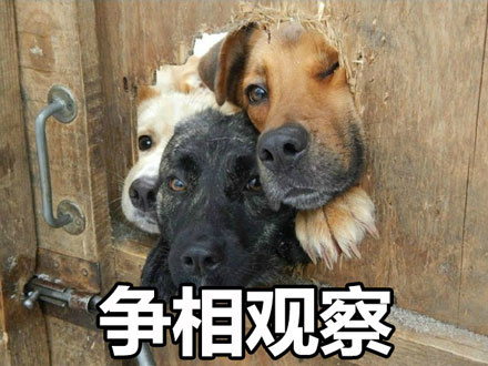 暗中观察狗狗篇表情包
