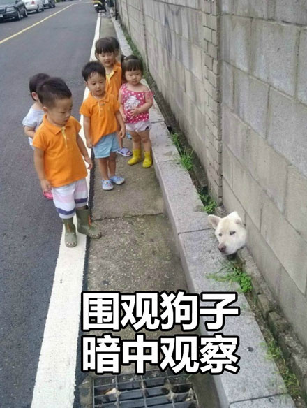 暗中观察狗狗篇表情包