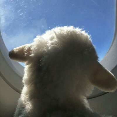 可爱搞笑沙雕动物头像