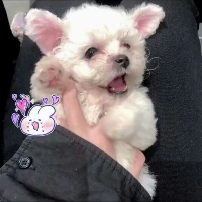 可爱搞笑沙雕动物头像