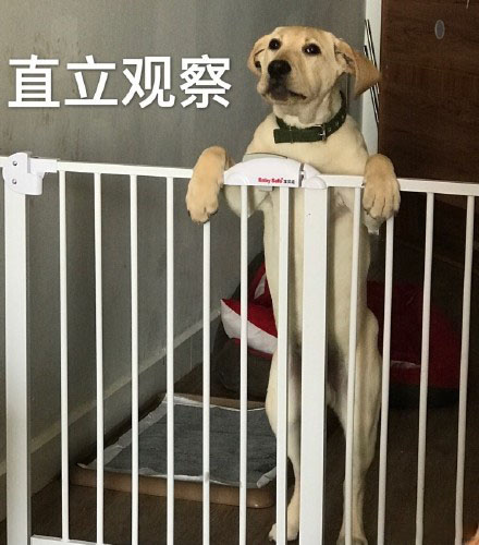 暗中观察狗狗篇表情包