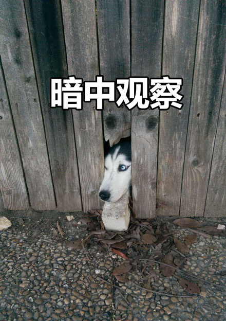 暗中观察狗狗篇表情包