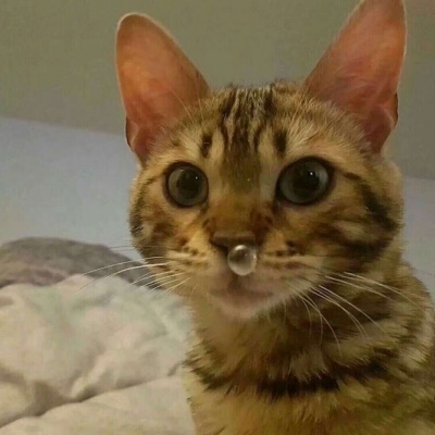 可爱搞笑沙雕动物头像