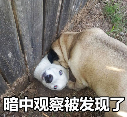 暗中观察狗狗篇表情包