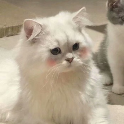 可爱搞笑沙雕动物头像