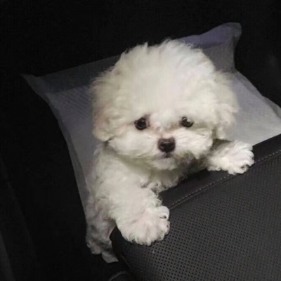 可爱搞笑沙雕动物头像