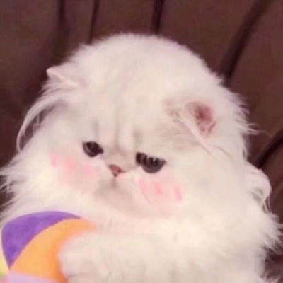 可爱搞笑沙雕动物头像