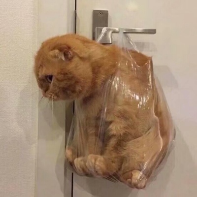 可爱搞笑沙雕动物头像