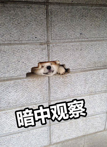 暗中观察狗狗篇表情包