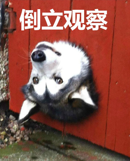 暗中观察狗狗篇表情包