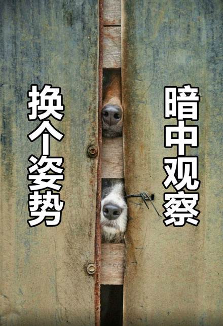 暗中观察狗狗篇表情包