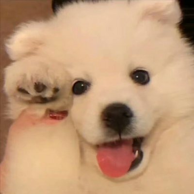 可爱搞笑沙雕动物头像