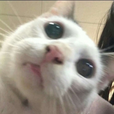 可爱搞笑沙雕动物头像