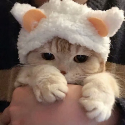 可爱搞笑沙雕动物头像