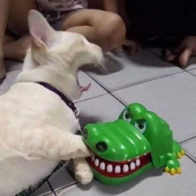 可爱搞笑沙雕动物头像