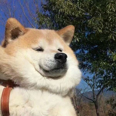 可爱搞笑沙雕动物头像