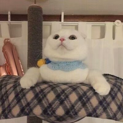 可爱搞笑沙雕动物头像