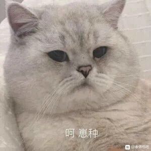 不咕微信傻屌聊天表情包