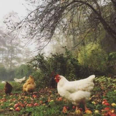 静物ins风格背景图