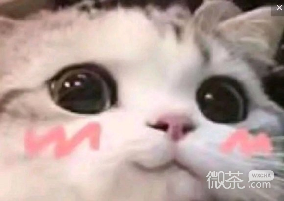 尬笑微信聊天表情包