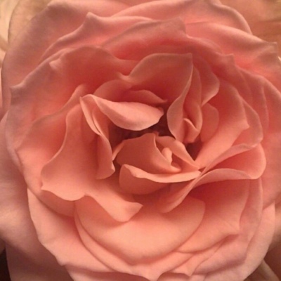 浓情蜜意仙女背景图