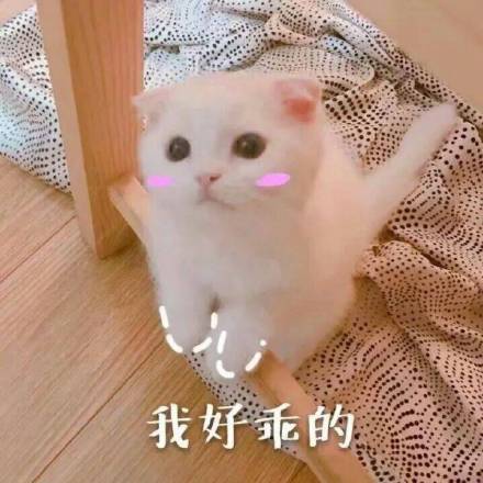 这是一组宇宙无敌超可爱的表情包