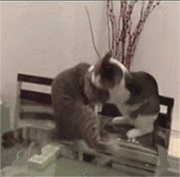 微信近期斗图恶搞表情包2020/5/30