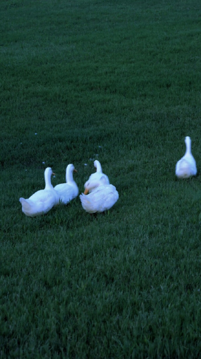 微信超火的绝美好看聊天背景图合集（一）