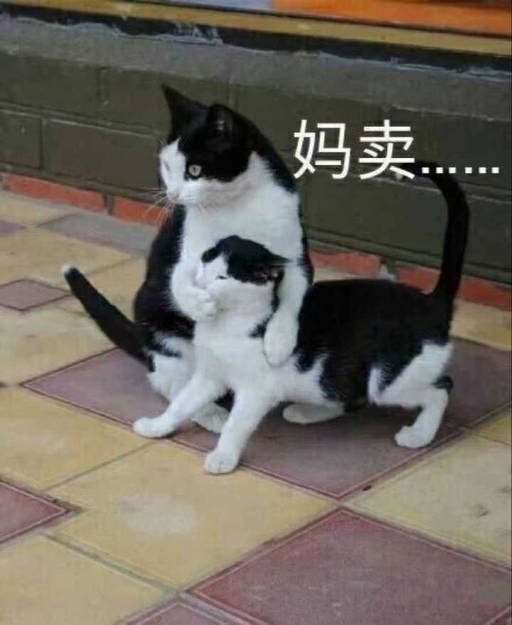 微信近期斗图恶搞表情包2020/6/1