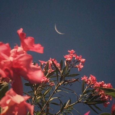 原宿风好看风景花朵朋友圈配图（二）