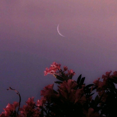 原宿风好看风景花朵朋友圈配图（二）