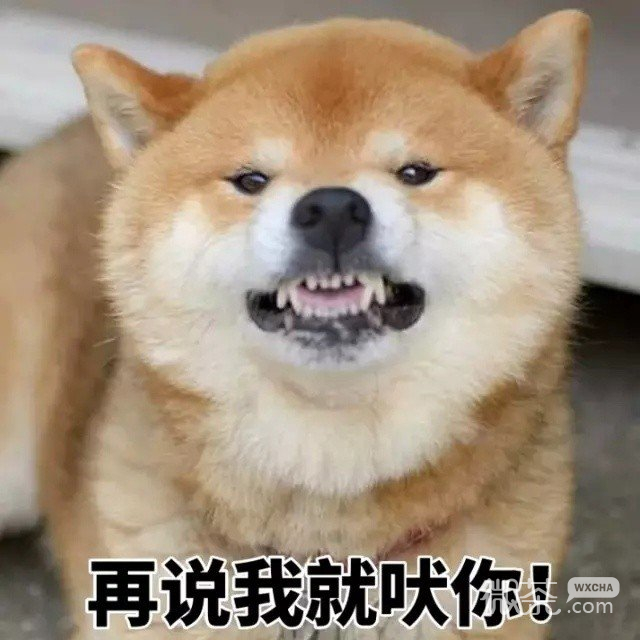柴犬一集表情包